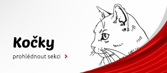 kočky